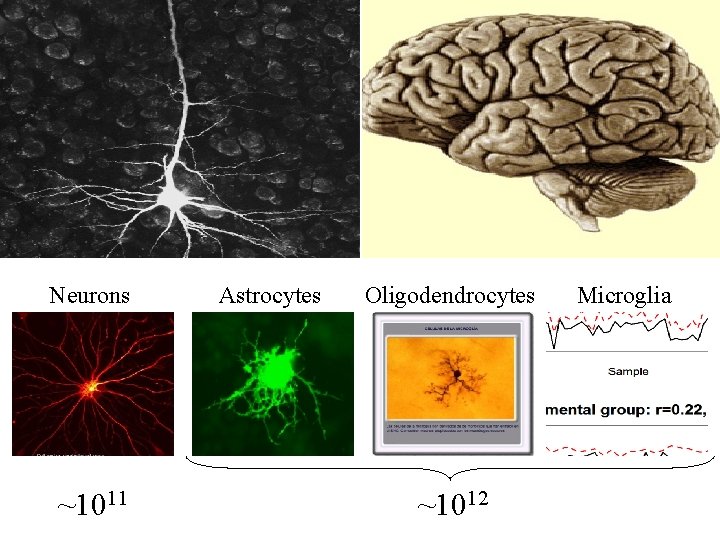 Neurons ~1011 Astrocytes Oligodendrocytes ~1012 Microglia 