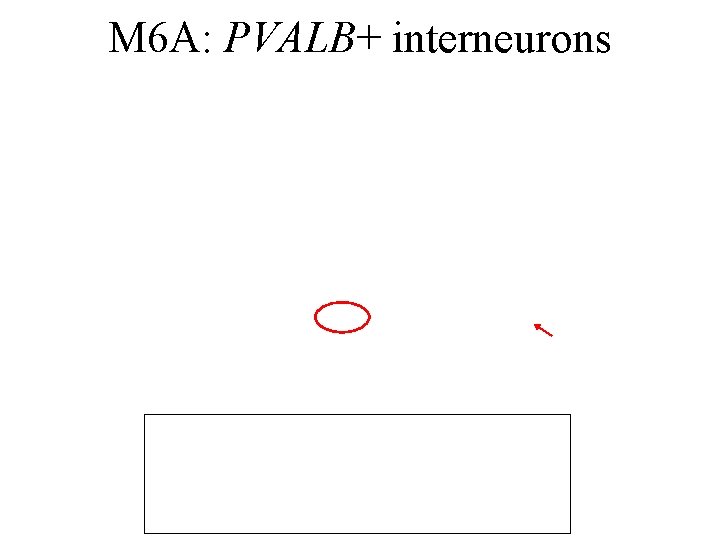 M 6 A: PVALB+ interneurons 