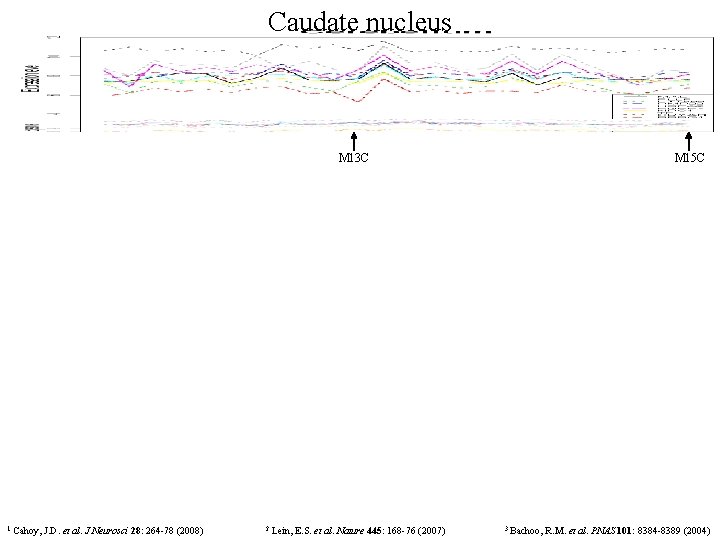 Caudate nucleus M 13 C 1 Cahoy, J. D. et al. J Neurosci 28: