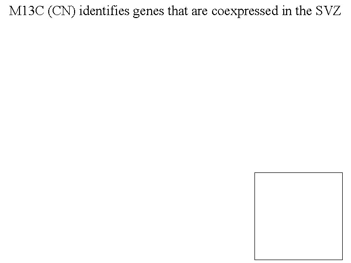 M 13 C (CN) identifies genes that are coexpressed in the SVZ 