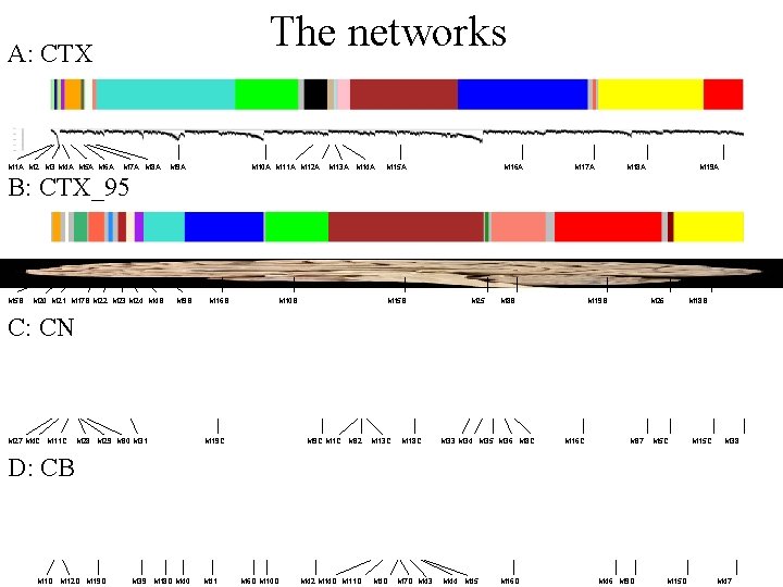 The networks A: CTX M 1 A M 2 M 3 M 4 A