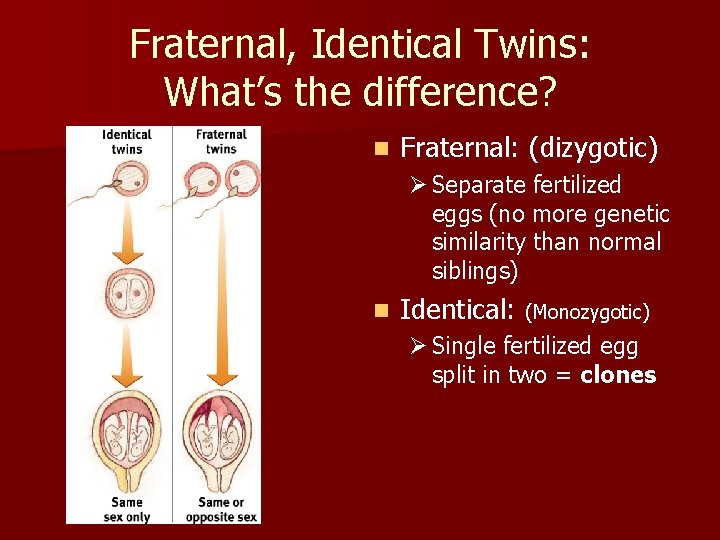 Fraternal, Identical Twins: What’s the difference? n Fraternal: (dizygotic) Ø Separate fertilized eggs (no