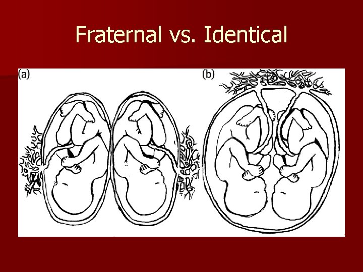 Fraternal vs. Identical 