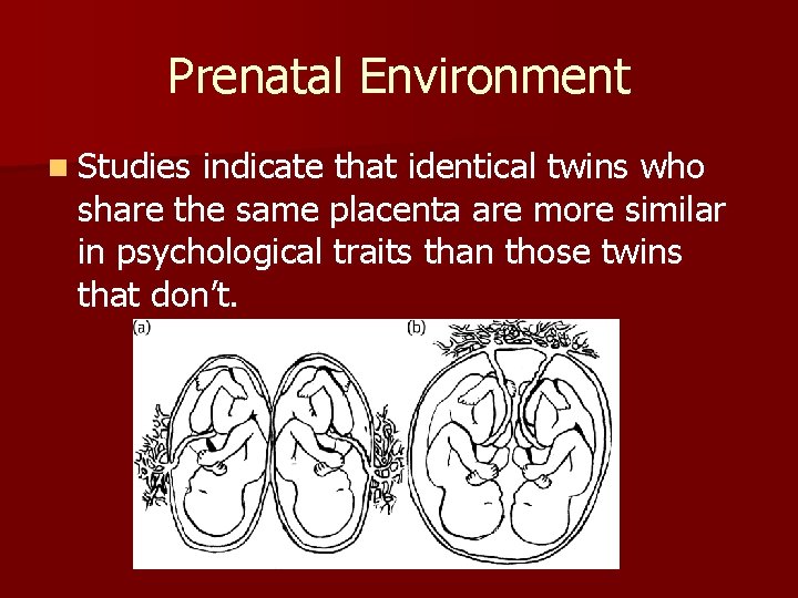 Prenatal Environment n Studies indicate that identical twins who share the same placenta are