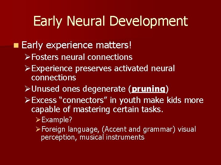 Early Neural Development n Early experience matters! ØFosters neural connections ØExperience preserves activated neural