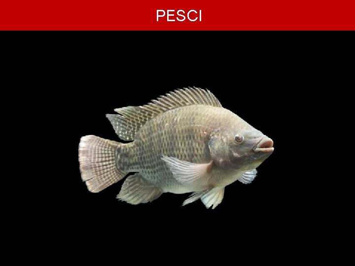 PESCI 