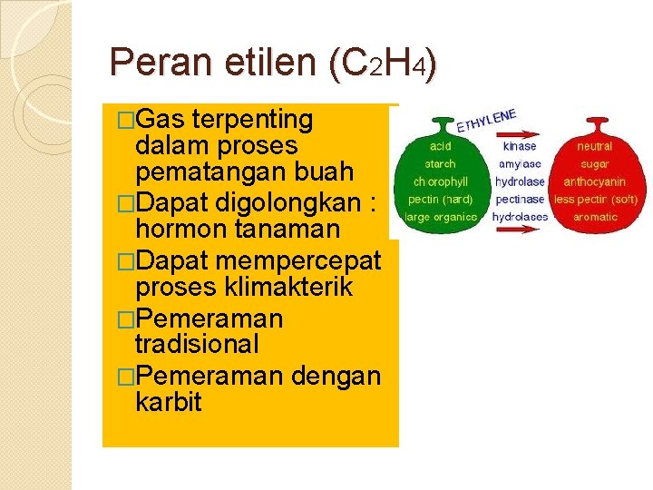 Peran etilen (C 2 H 4) �Gas terpenting dalam proses pematangan buah �Dapat digolongkan