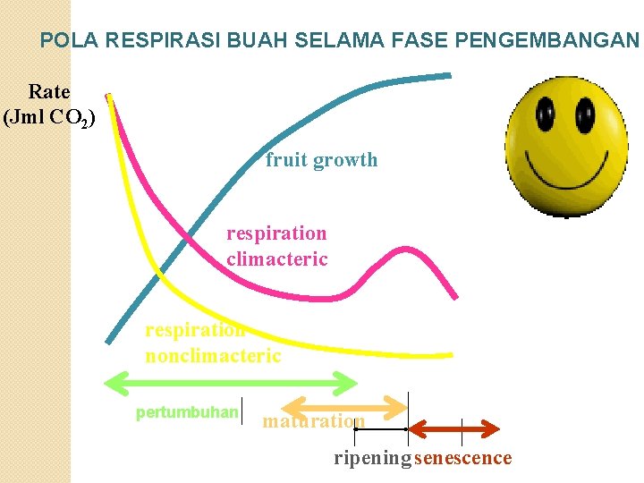 POLA RESPIRASI BUAH SELAMA FASE PENGEMBANGAN Rate (Jml CO 2) fruit growth respiration climacteric