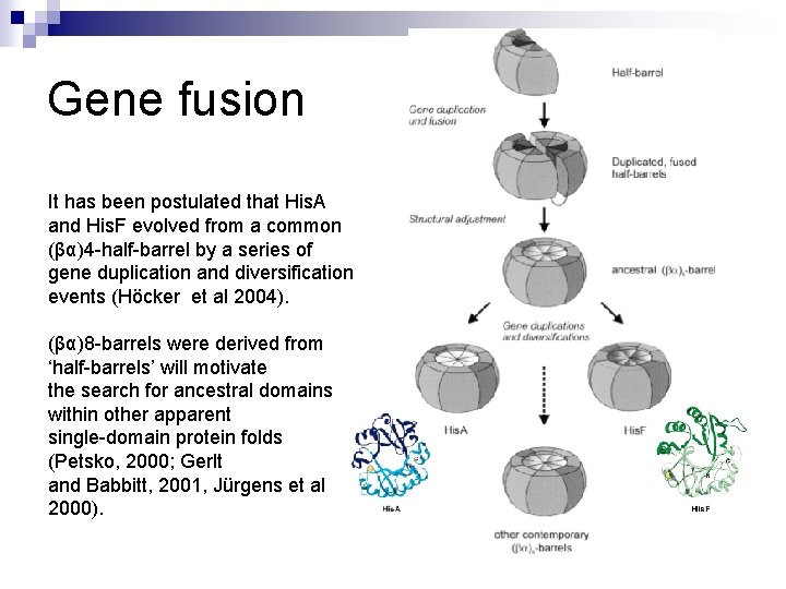 Gene fusion It has been postulated that His. A and His. F evolved from