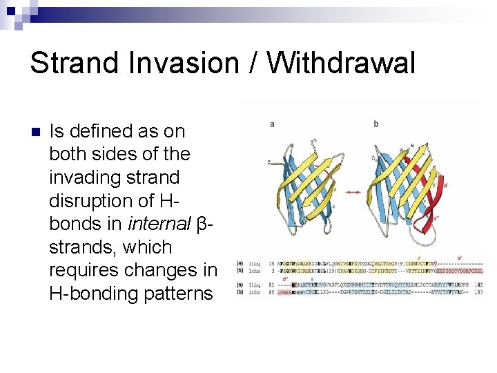 Strand Invasion / Withdrawal n Is defined as on both sides of the invading