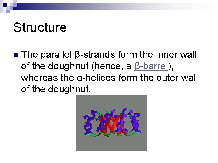 Structure n The parallel β-strands form the inner wall of the doughnut (hence, a