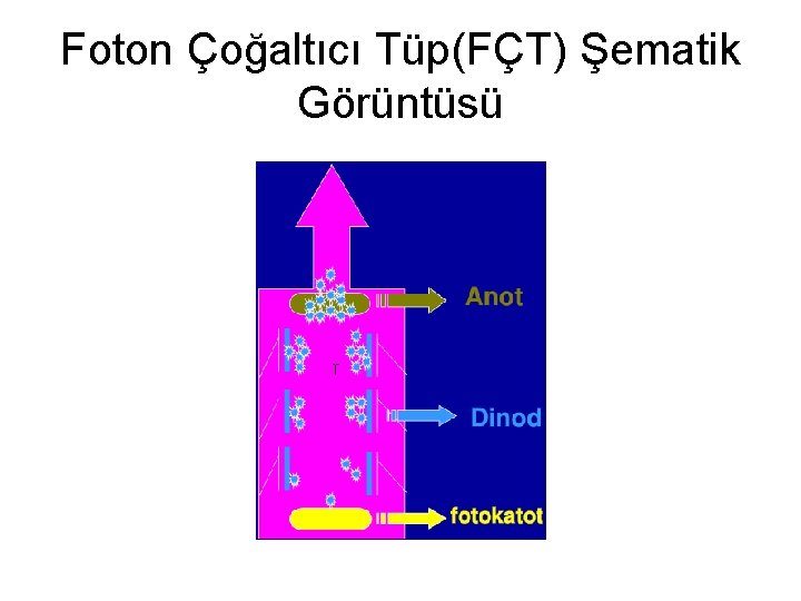 Foton Çoğaltıcı Tüp(FÇT) Şematik Görüntüsü 