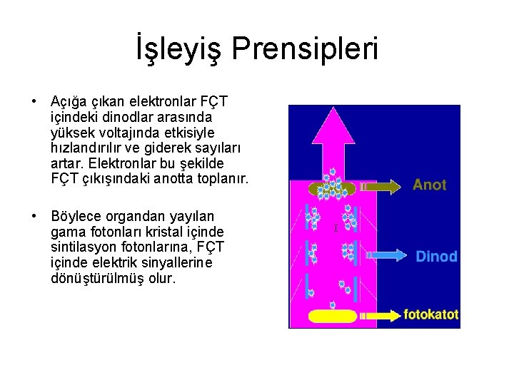 İşleyiş Prensipleri • Açığa çıkan elektronlar FÇT içindeki dinodlar arasında yüksek voltajında etkisiyle hızlandırılır