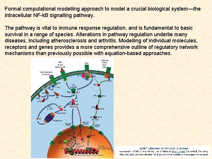 Formal computational modelling approach to model a crucial biological system—the intracellular NF-k. B signalling