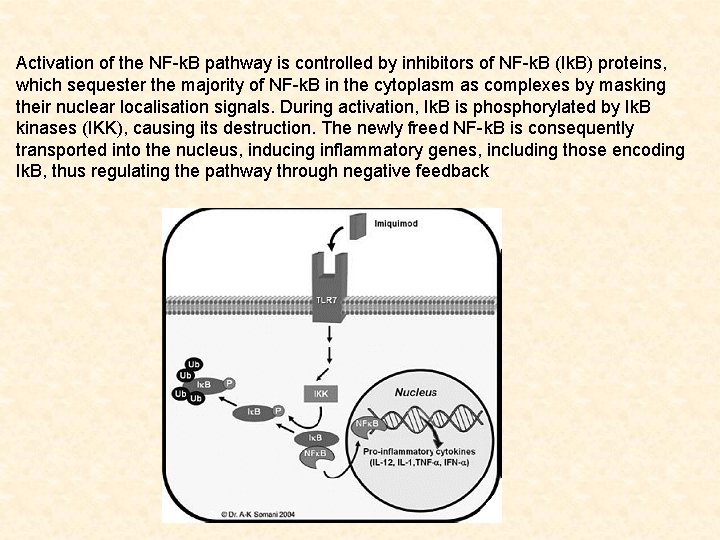 Activation of the NF-k. B pathway is controlled by inhibitors of NF-k. B (Ik.