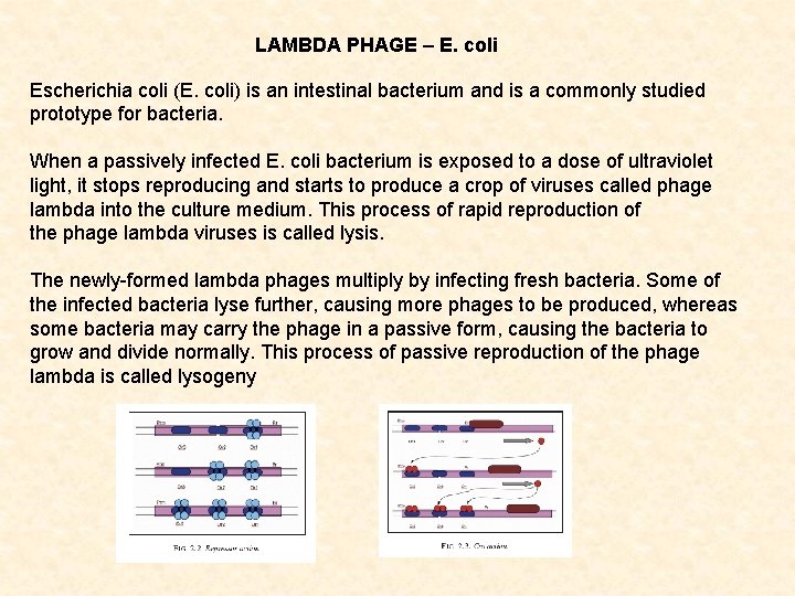 LAMBDA PHAGE – E. coli Escherichia coli (E. coli) is an intestinal bacterium and