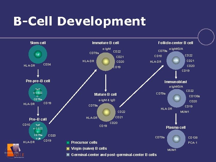 B-Cell Development Stem cell Immature B cell s-Ig. M CD 79 a Td. T
