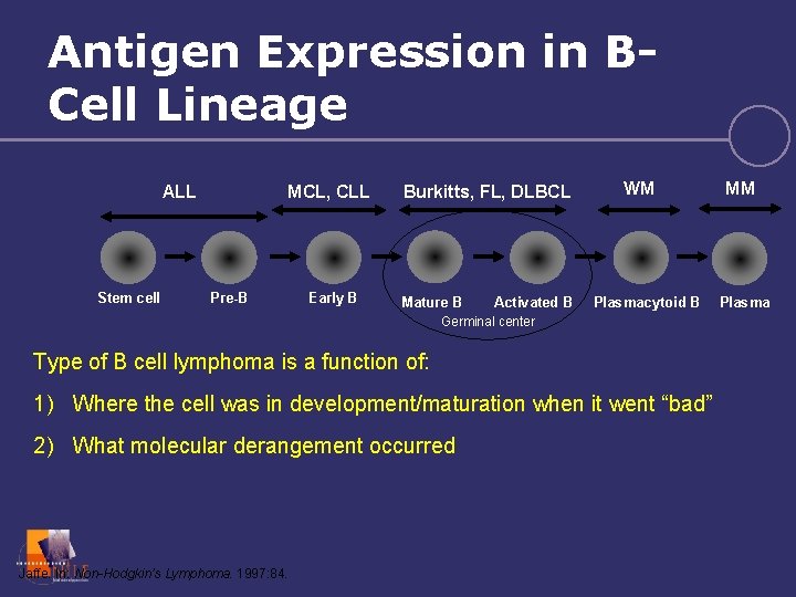 Antigen Expression in BCell Lineage ALL Stem cell MCL, CLL Pre-B Early B Burkitts,