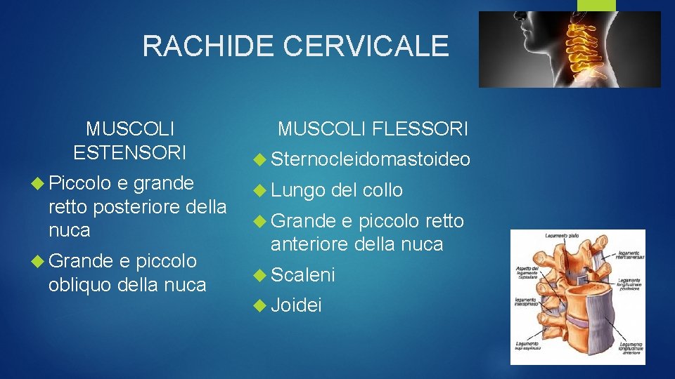 RACHIDE CERVICALE MUSCOLI ESTENSORI Piccolo e grande retto posteriore della nuca Grande e piccolo