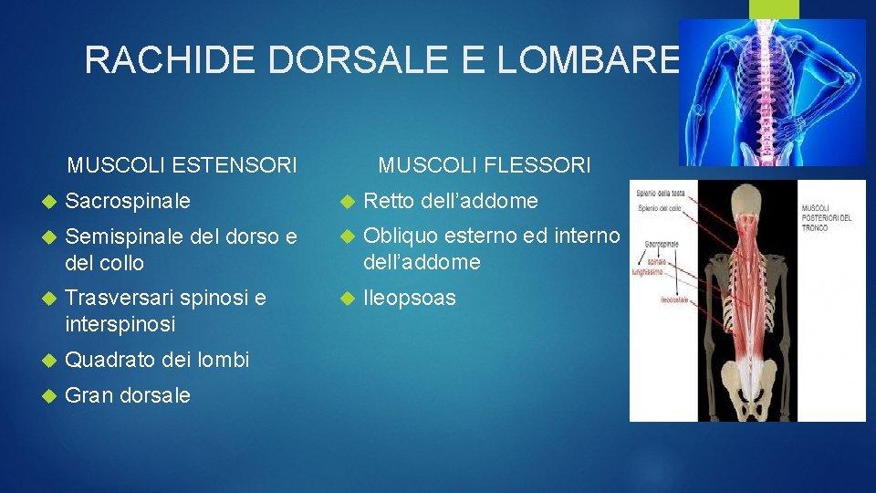 RACHIDE DORSALE E LOMBARE MUSCOLI FLESSORI MUSCOLI ESTENSORI Sacrospinale Retto dell’addome Semispinale del dorso