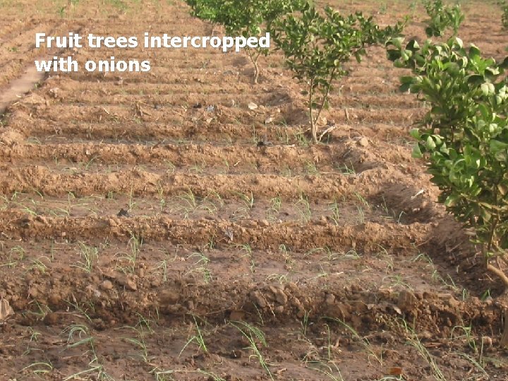 Fruit trees intercropped with onions Fruit trees intercropped with onions