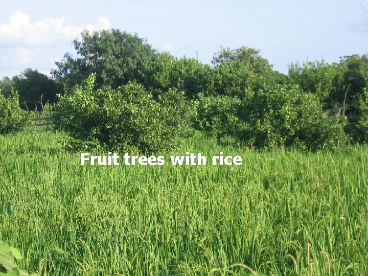 Fruit trees with rice 