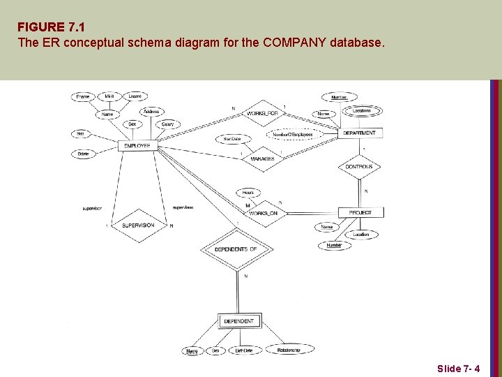 FIGURE 7. 1 The ER conceptual schema diagram for the COMPANY database. Slide 7