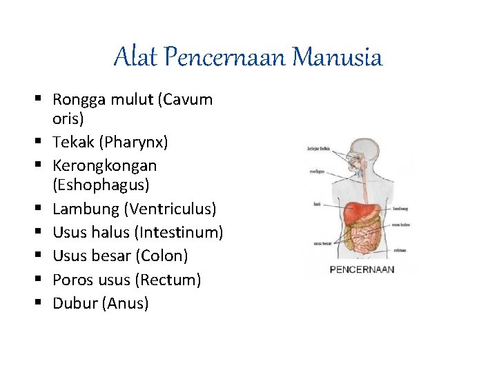 Alat Pencernaan Manusia Rongga mulut (Cavum oris) Tekak (Pharynx) Kerongkongan (Eshophagus) Lambung (Ventriculus) Usus