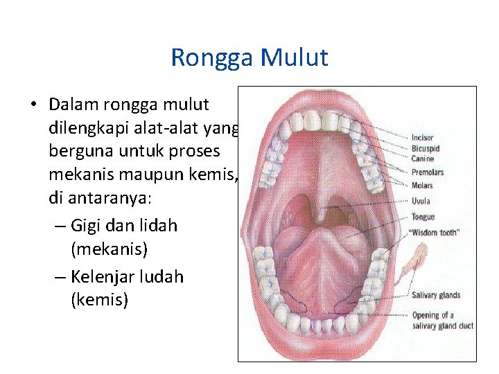 Rongga Mulut • Dalam rongga mulut dilengkapi alat-alat yang berguna untuk proses mekanis maupun