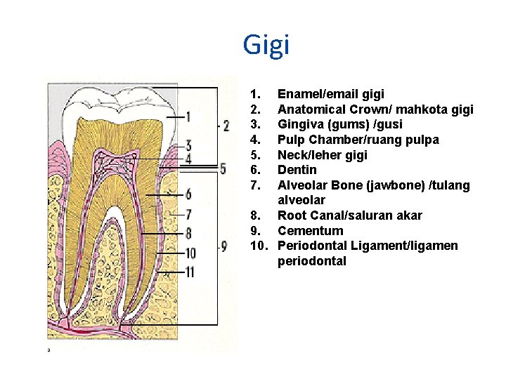 Gigi 1. 2. 3. 4. 5. 6. 7. Enamel/email gigi Anatomical Crown/ mahkota gigi