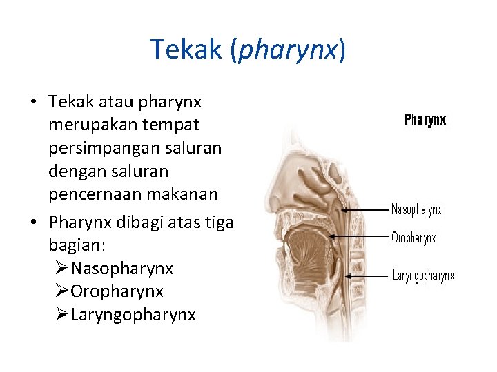 Tekak (pharynx) • Tekak atau pharynx merupakan tempat persimpangan saluran dengan saluran pencernaan makanan