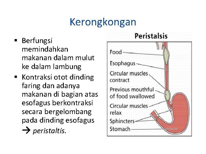 Kerongkongan Berfungsi memindahkan makanan dalam mulut ke dalam lambung Kontraksi otot dinding faring dan