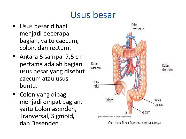 Usus besar dibagi menjadi beberapa bagian, yaitu caecum, colon, dan rectum. Antara 5 sampai