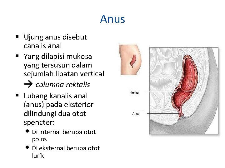 Anus Ujung anus disebut canalis anal Yang dilapisi mukosa yang tersusun dalam sejumlah lipatan