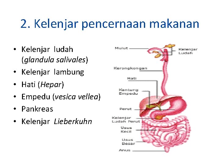 2. Kelenjar pencernaan makanan • Kelenjar ludah (glandula salivales) • Kelenjar lambung • Hati