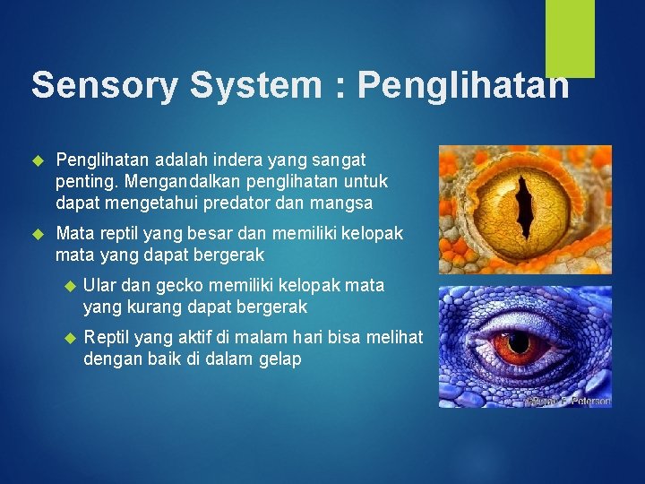 Sensory System : Penglihatan adalah indera yang sangat penting. Mengandalkan penglihatan untuk dapat mengetahui