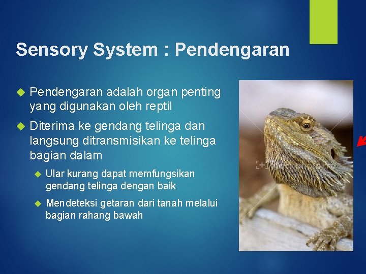 Sensory System : Pendengaran adalah organ penting yang digunakan oleh reptil Diterima ke gendang