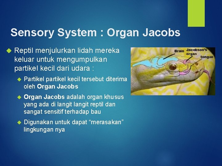Sensory System : Organ Jacobs Reptil menjulurkan lidah mereka keluar untuk mengumpulkan partikel kecil