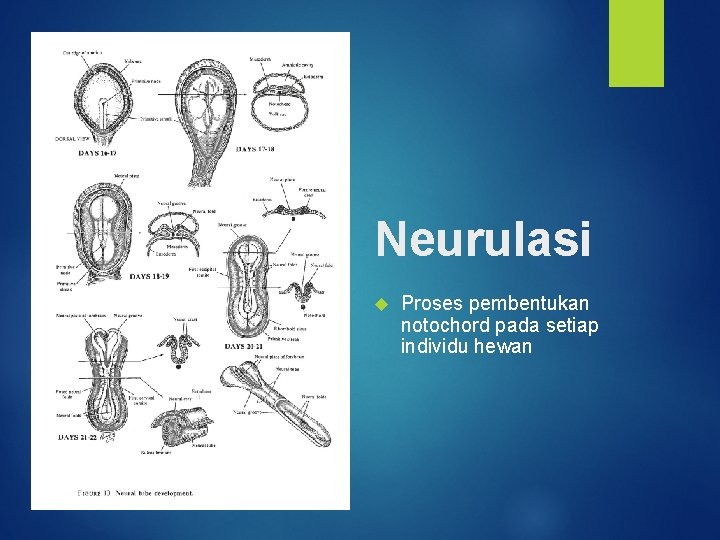 Neurulasi Proses pembentukan notochord pada setiap individu hewan 