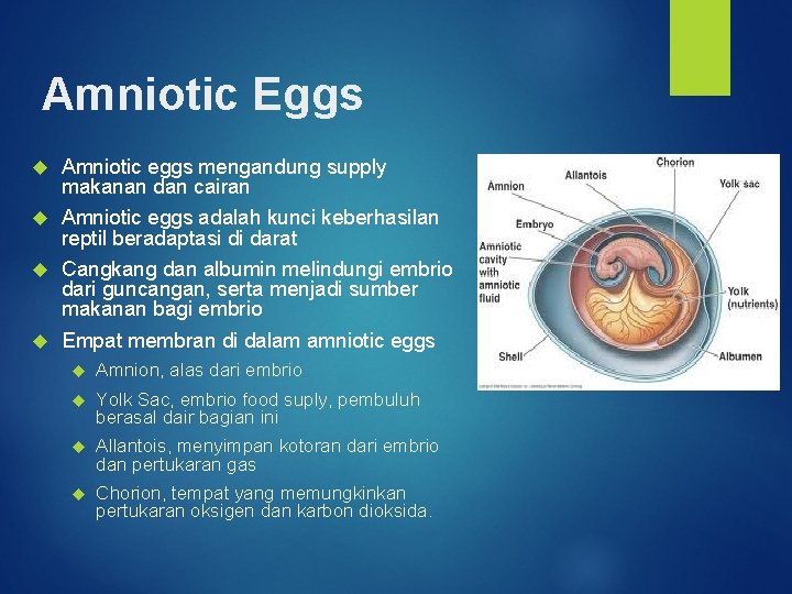 Amniotic Eggs Amniotic eggs mengandung supply makanan dan cairan Amniotic eggs adalah kunci keberhasilan