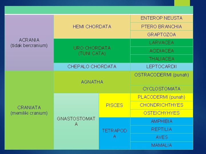 ENTEROP NEUSTA HEMI CHORDATA PTERO BRANCHIA GRAPTOZOA ACRANIA (tidak bercranium) LARVACEA URO CHORDATA (TUNI