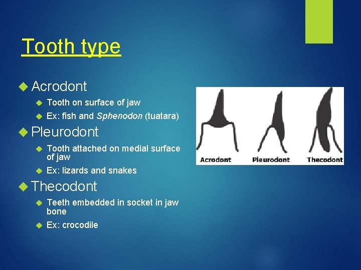 Tooth type Acrodont Tooth on surface of jaw Ex: fish and Sphenodon (tuatara) Pleurodont