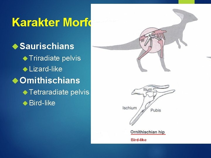 Karakter Morfologi Pelvis Saurischians Triradiate pelvis Lizard-like Omithischians Tetraradiate Bird-like pelvis 