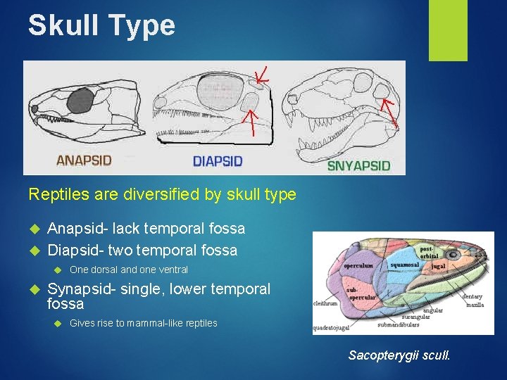Skull Type Reptiles are diversified by skull type Anapsid- lack temporal fossa Diapsid- two