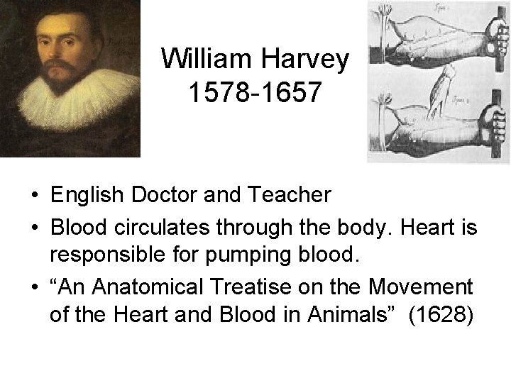 William Harvey 1578 -1657 • English Doctor and Teacher • Blood circulates through the