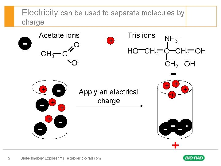 STEM Electrophoresis with Food Dyes BioRad Biotechnology Explorer