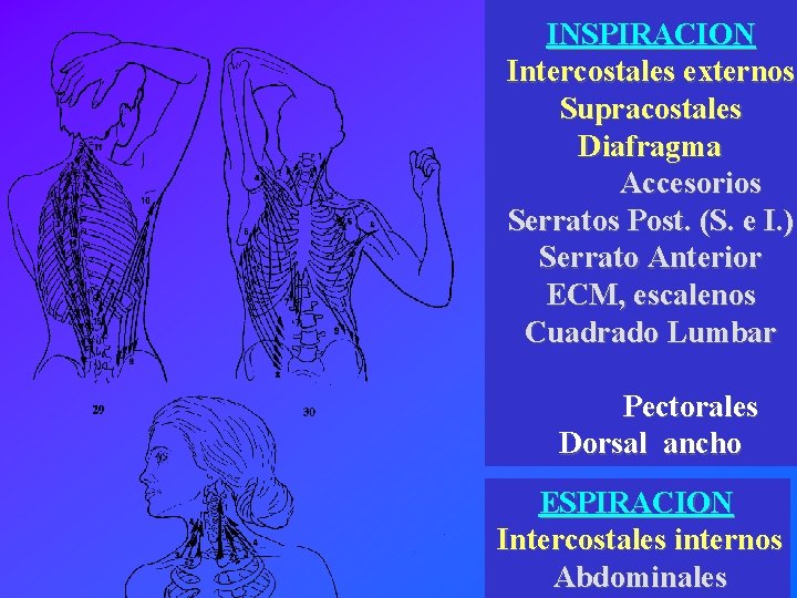 INSPIRACION Intercostales externos Supracostales Diafragma Accesorios Serratos Post. (S. e I. ) Serrato Anterior