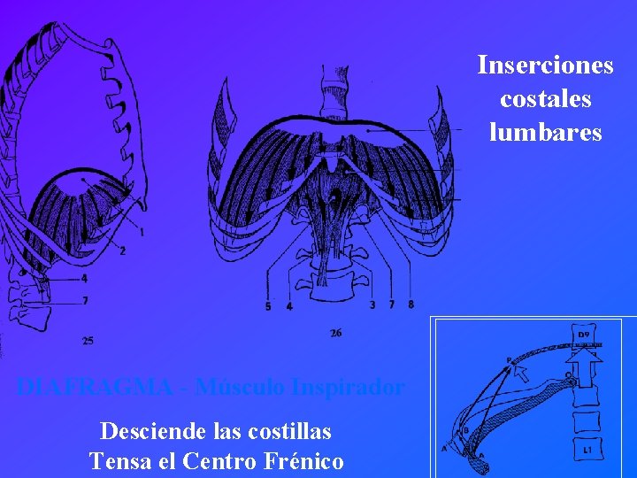Inserciones costales lumbares DIAFRAGMA - Músculo Inspirador Desciende las costillas Tensa el Centro Frénico