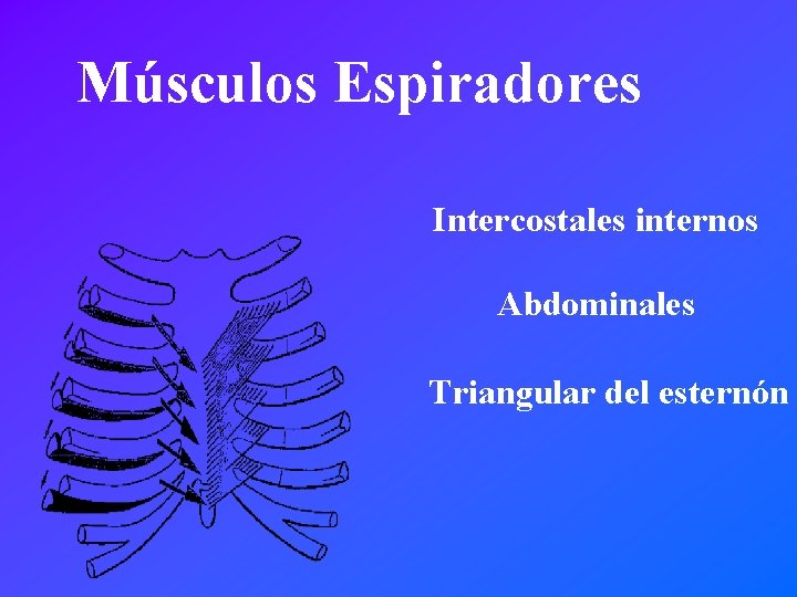 Músculos Espiradores Intercostales internos Abdominales Triangular del esternón 
