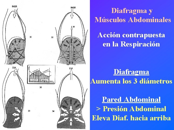 Diafragma y Músculos Abdominales Acción contrapuesta en la Respiración Diafragma Aumenta los 3 diámetros